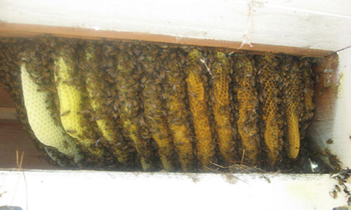 bee removal jhb