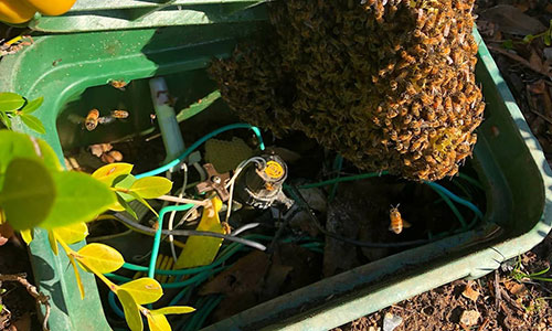 bee removal pta